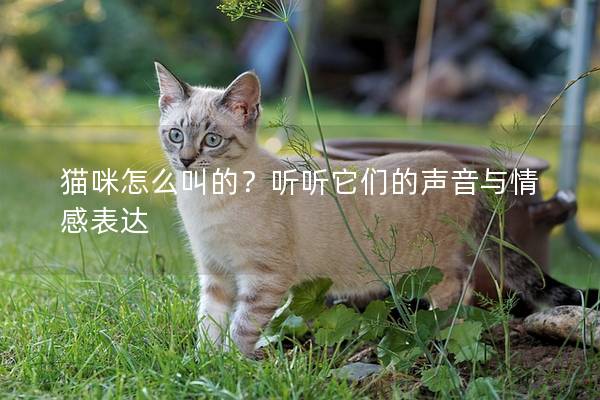 猫咪怎么叫的？听听它们的声音与情感表达