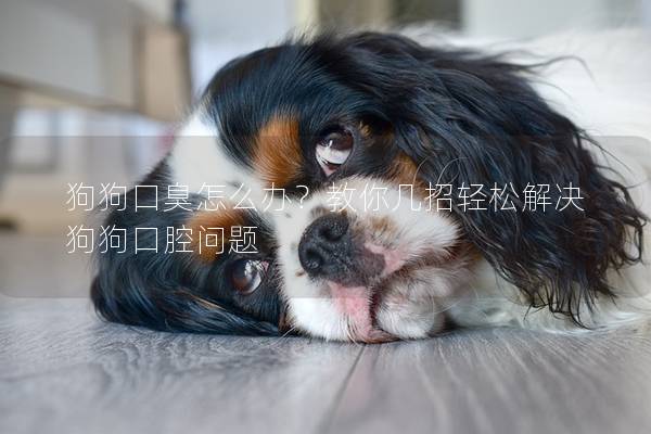 狗狗口臭怎么办？教你几招轻松解决狗狗口腔问题