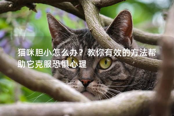 猫咪胆小怎么办？教你有效的方法帮助它克服恐惧心理