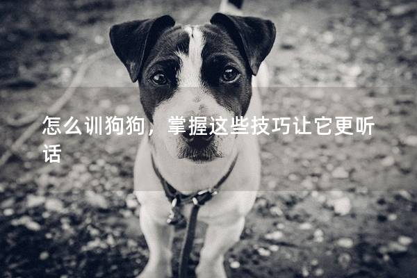 怎么训狗狗，掌握这些技巧让它更听话
