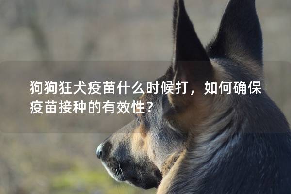 狗狗狂犬疫苗什么时候打，如何确保疫苗接种的有效性？