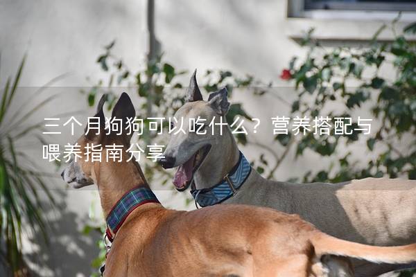 三个月狗狗可以吃什么？营养搭配与喂养指南分享