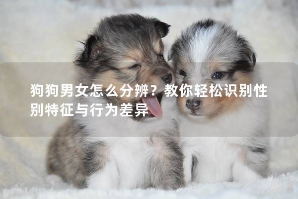 狗狗男女怎么分辨？教你轻松识别性别特征与行为差异