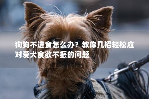狗狗不进食怎么办？教你几招轻松应对爱犬食欲不振的问题