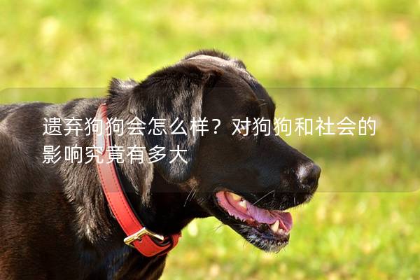 遗弃狗狗会怎么样？对狗狗和社会的影响究竟有多大