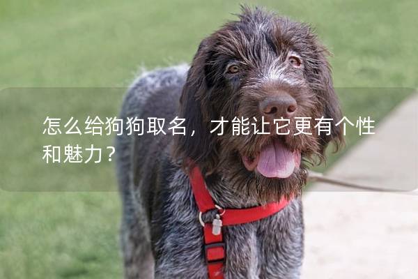 怎么给狗狗取名，才能让它更有个性和魅力？