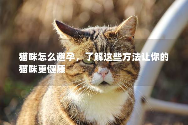 猫咪怎么避孕，了解这些方法让你的猫咪更健康