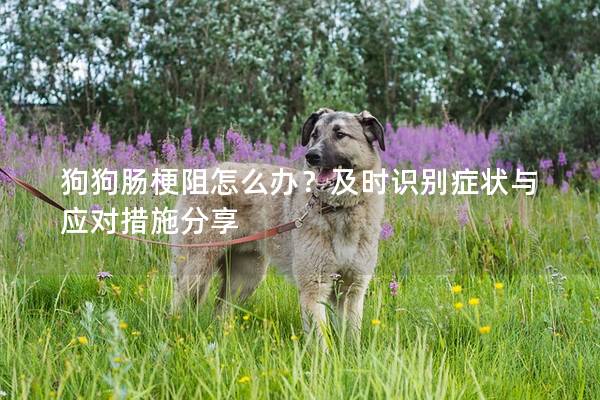 狗狗肠梗阻怎么办？及时识别症状与应对措施分享