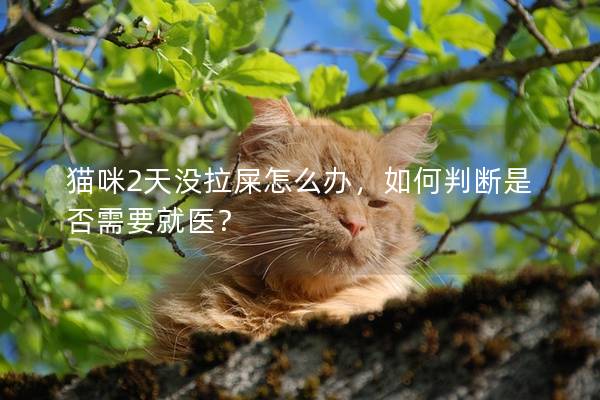 猫咪2天没拉屎怎么办，如何判断是否需要就医？