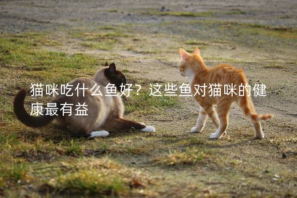 猫咪吃什么鱼好？这些鱼对猫咪的健康最有益