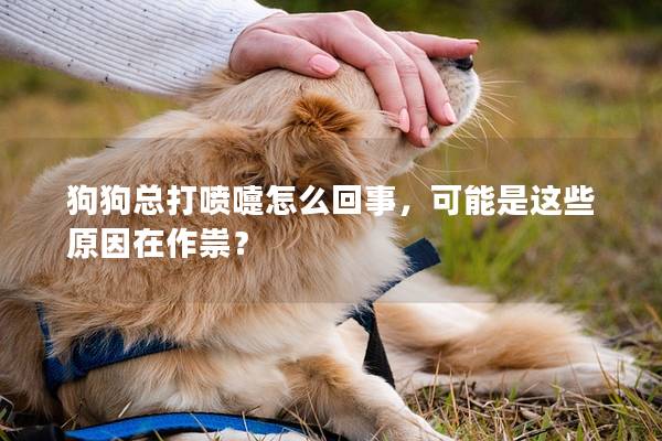 狗狗总打喷嚏怎么回事，可能是这些原因在作祟？