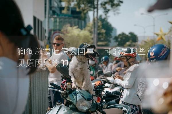 狗狗总是吐怎么回事，可能是哪些常见原因导致的？