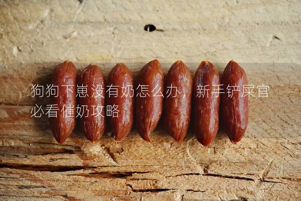 狗狗下崽没有奶怎么办，新手铲屎官必看催奶攻略