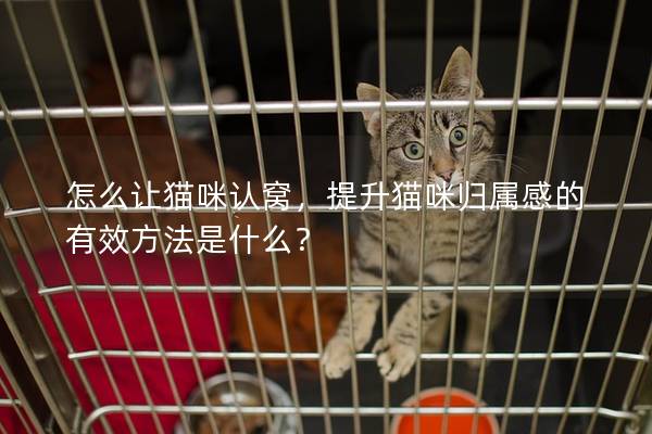怎么让猫咪认窝，提升猫咪归属感的有效方法是什么？