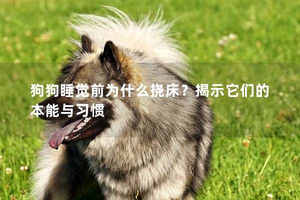 狗狗睡觉前为什么挠床？揭示它们的本能与习惯