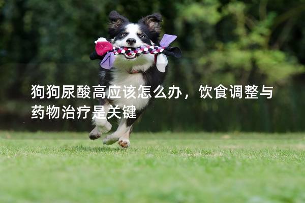 狗狗尿酸高应该怎么办，饮食调整与药物治疗是关键