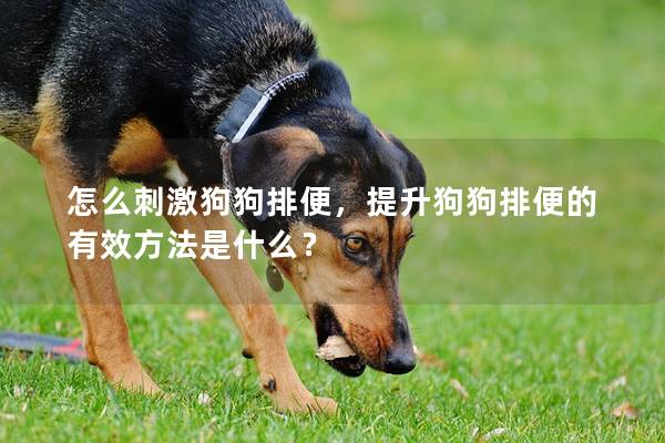 怎么刺激狗狗排便，提升狗狗排便的有效方法是什么？