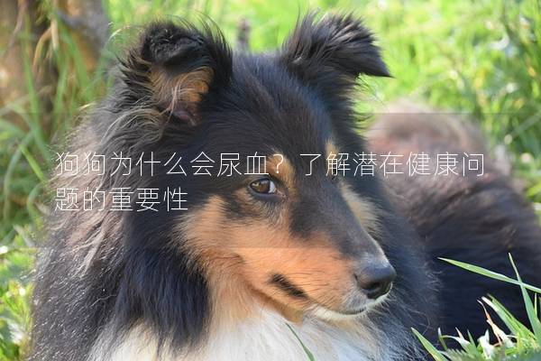 狗狗为什么会尿血？了解潜在健康问题的重要性