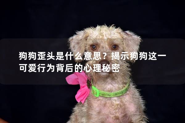 狗狗歪头是什么意思？揭示狗狗这一可爱行为背后的心理秘密