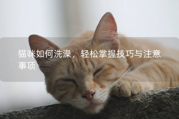 猫咪如何洗澡，轻松掌握技巧与注意事项