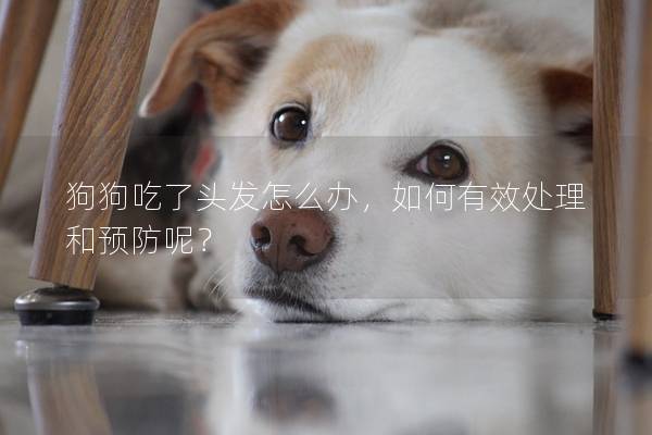 狗狗吃了头发怎么办，如何有效处理和预防呢？