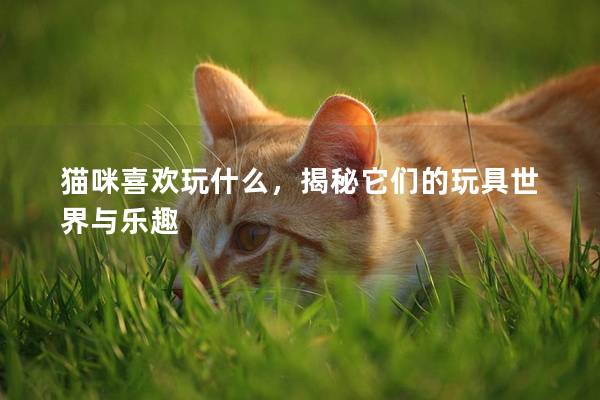 猫咪喜欢玩什么，揭秘它们的玩具世界与乐趣