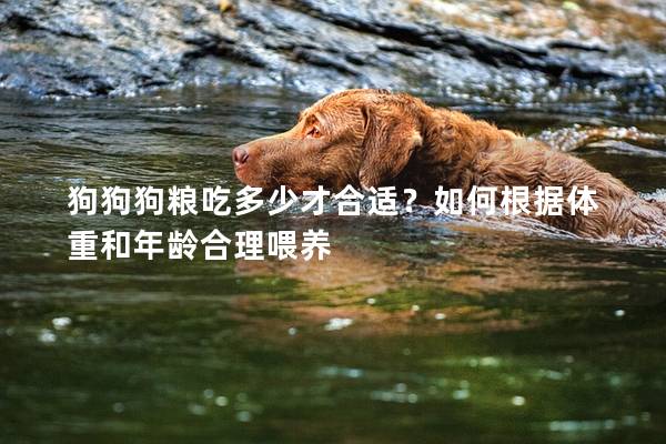 狗狗狗粮吃多少才合适？如何根据体重和年龄合理喂养
