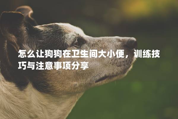 怎么让狗狗在卫生间大小便，训练技巧与注意事项分享