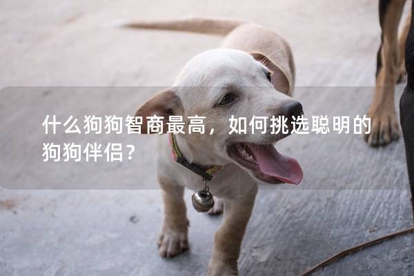 什么狗狗智商最高，如何挑选聪明的狗狗伴侣？