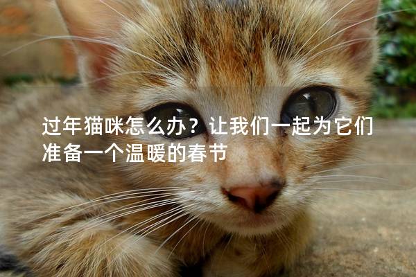 过年猫咪怎么办？让我们一起为它们准备一个温暖的春节