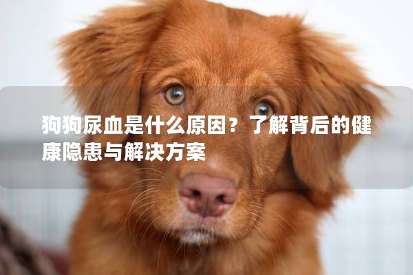 狗狗尿血是什么原因？了解背后的健康隐患与解决方案