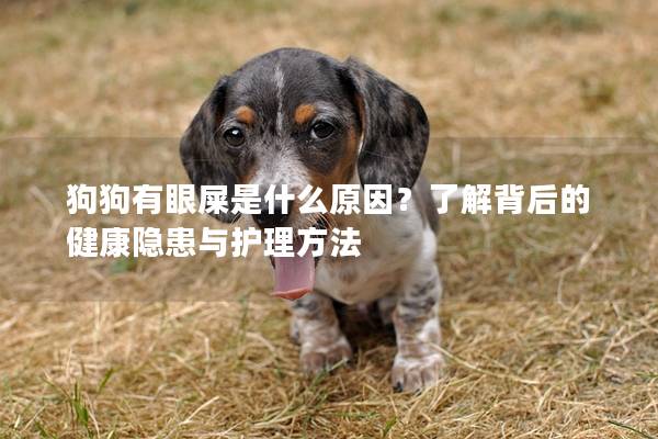 狗狗有眼屎是什么原因？了解背后的健康隐患与护理方法