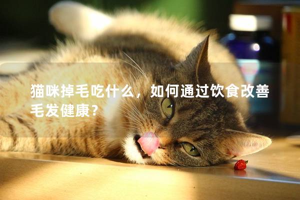 猫咪掉毛吃什么，如何通过饮食改善毛发健康？