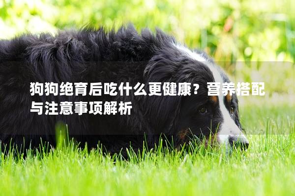 狗狗绝育后吃什么更健康？营养搭配与注意事项解析