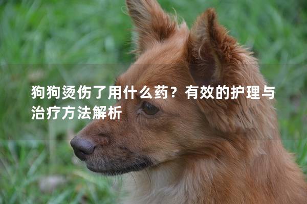 狗狗烫伤了用什么药？有效的护理与治疗方法解析