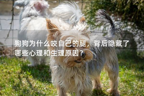 狗狗为什么咬自己的腿，背后隐藏了哪些心理和生理原因？