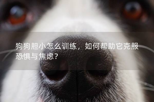狗狗胆小怎么训练，如何帮助它克服恐惧与焦虑？