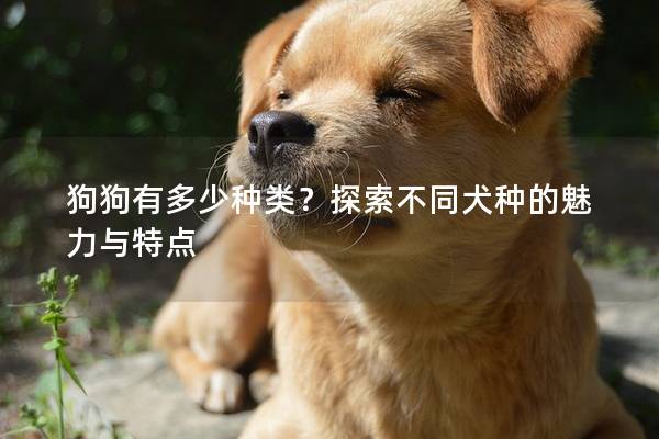 狗狗有多少种类？探索不同犬种的魅力与特点