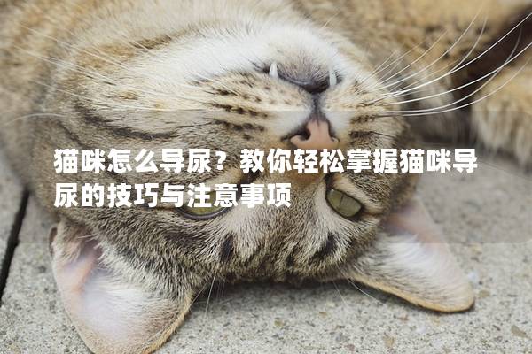 猫咪怎么导尿？教你轻松掌握猫咪导尿的技巧与注意事项