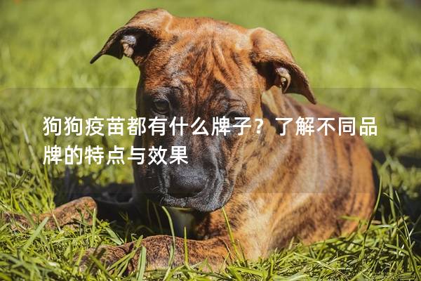 狗狗疫苗都有什么牌子？了解不同品牌的特点与效果