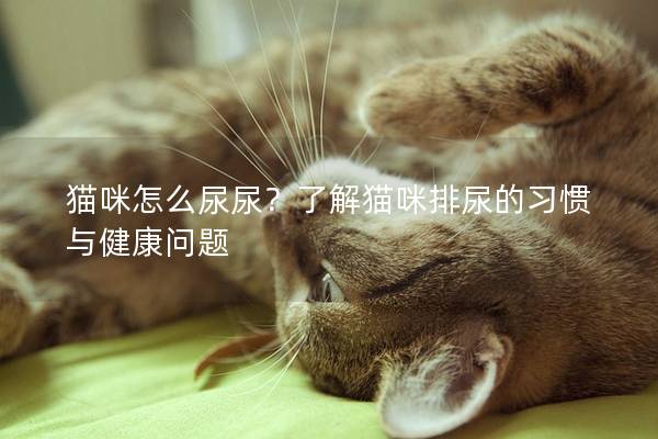 猫咪怎么尿尿？了解猫咪排尿的习惯与健康问题