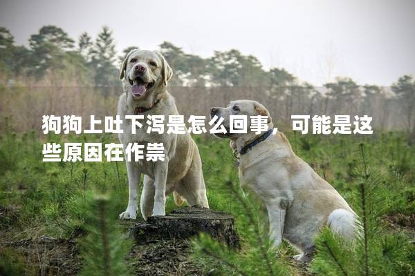 狗狗上吐下泻是怎么回事，可能是这些原因在作祟