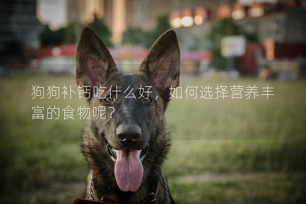 狗狗补钙吃什么好，如何选择营养丰富的食物呢？