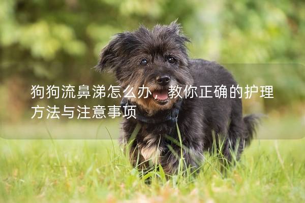 狗狗流鼻涕怎么办，教你正确的护理方法与注意事项