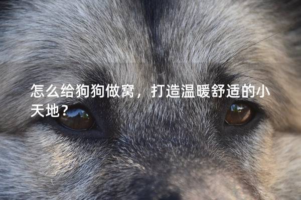 怎么给狗狗做窝，打造温暖舒适的小天地？