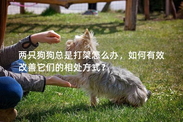 两只狗狗总是打架怎么办，如何有效改善它们的相处方式？