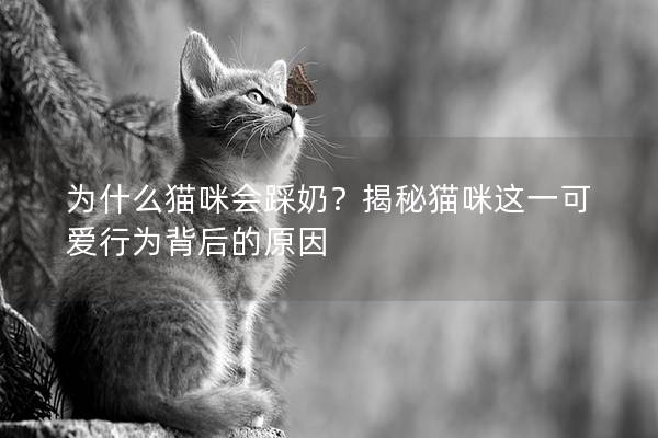 为什么猫咪会踩奶？揭秘猫咪这一可爱行为背后的原因