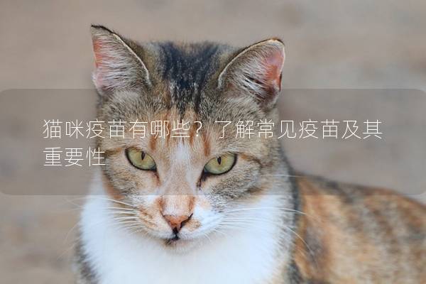 猫咪疫苗有哪些？了解常见疫苗及其重要性