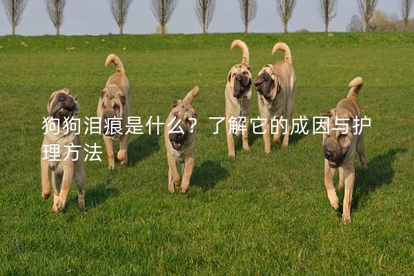 狗狗泪痕是什么？了解它的成因与护理方法