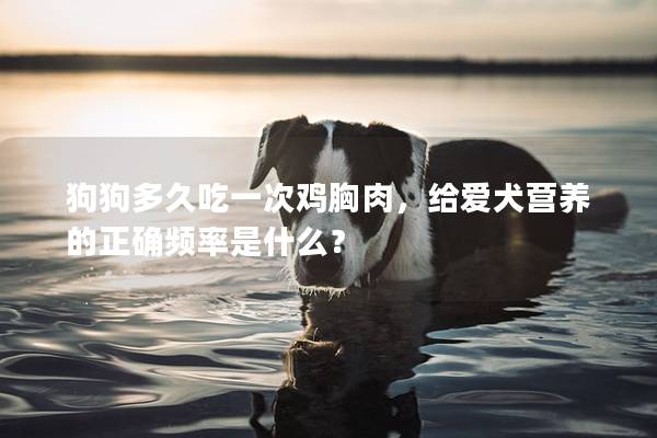 狗狗多久吃一次鸡胸肉，给爱犬营养的正确频率是什么？